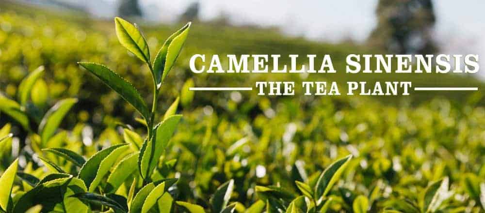 Camella Sinensis