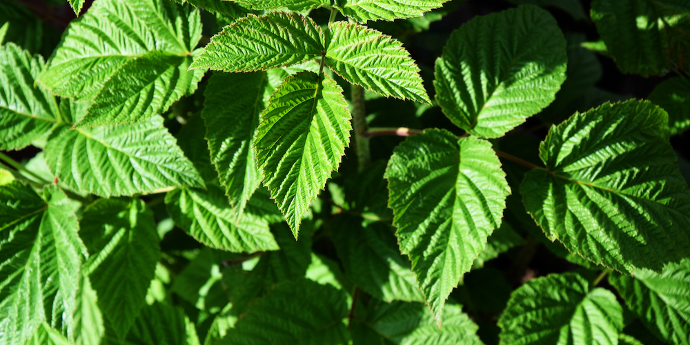 Peppermint May Help with Anxiety