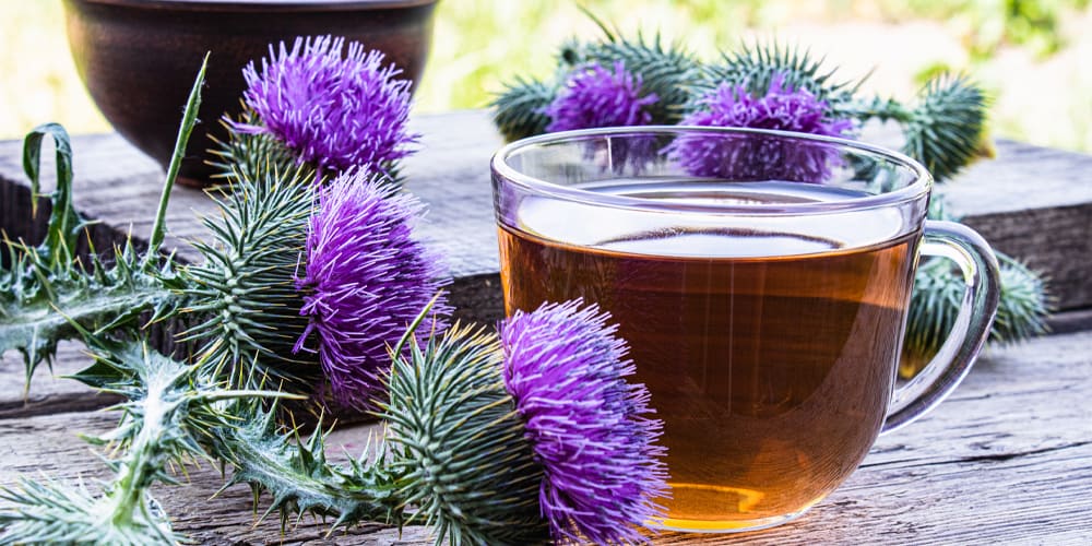 Milk Thistle Tea Benefits