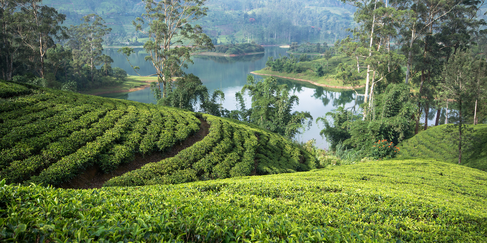 Tea in Sri Lanka