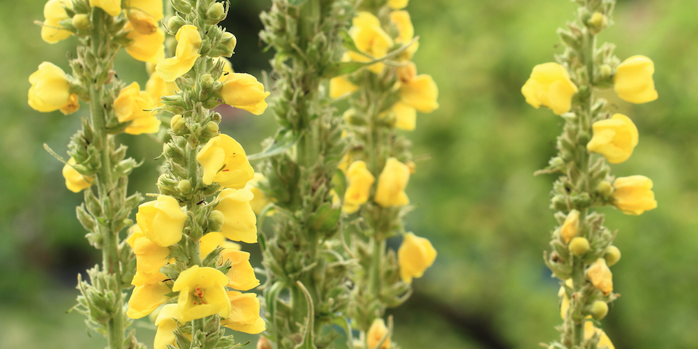 How to Make Mullein Tea