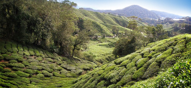 Darjeeling Tea: All You Need To Know | Tea-and-Coffee.com