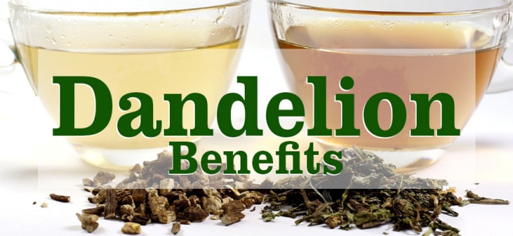 Dandelion Tea Benefits | Root and Herbal Tea | tea-and-coffee.com