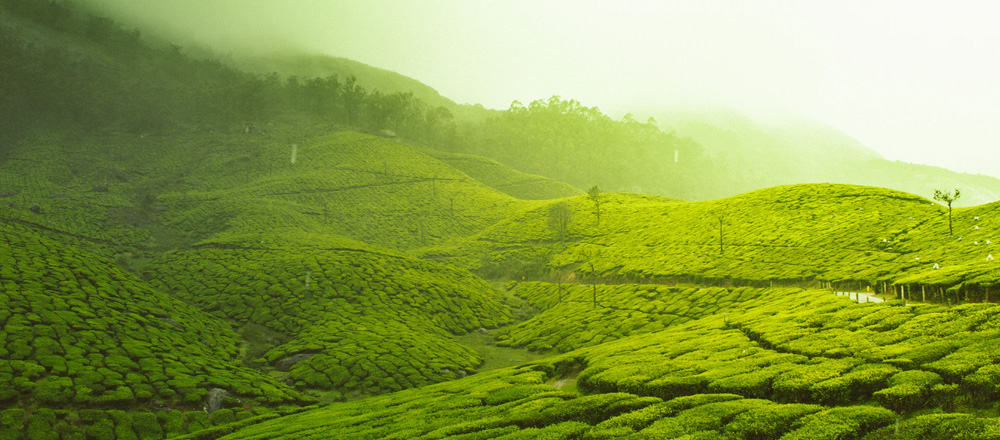 Camellia Sinensis Benefits