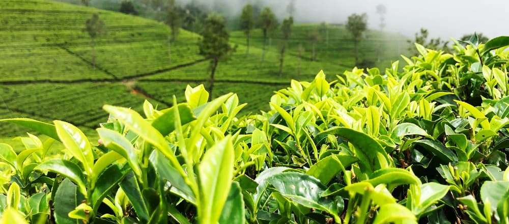 Camellia Sinensis Caffeine