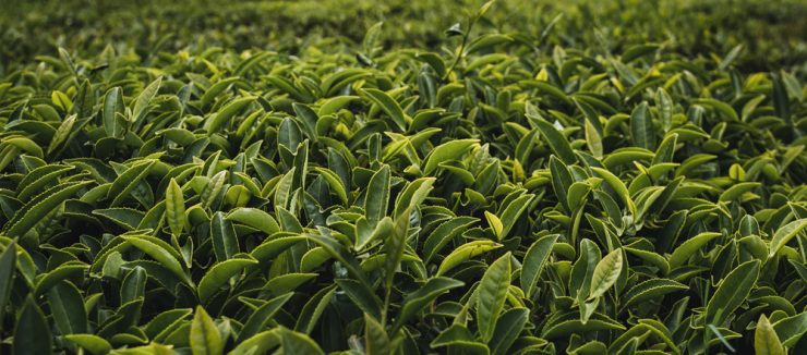 Camellia Sinensis - The Tea Plant | Tea-and-Coffee.com