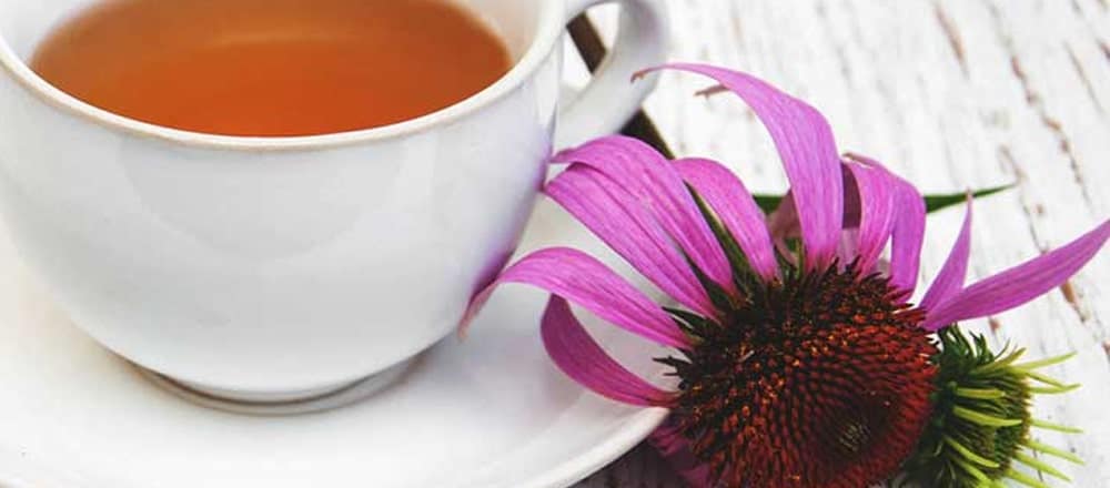 Echinacea Tea