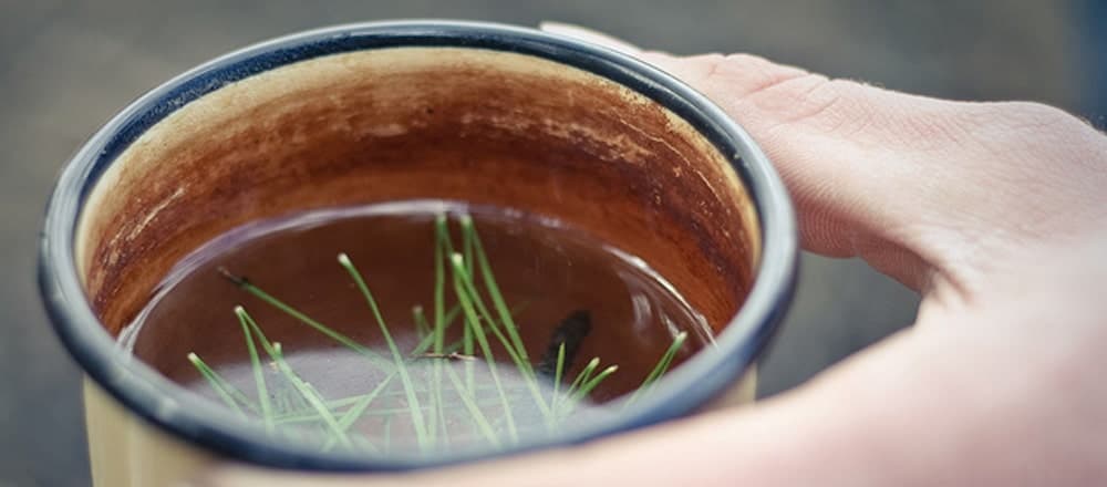 How to Make Pine Needle Tea