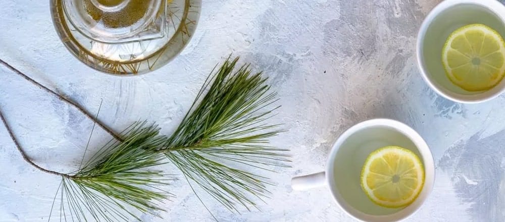 Pine Needles Herbal Tea