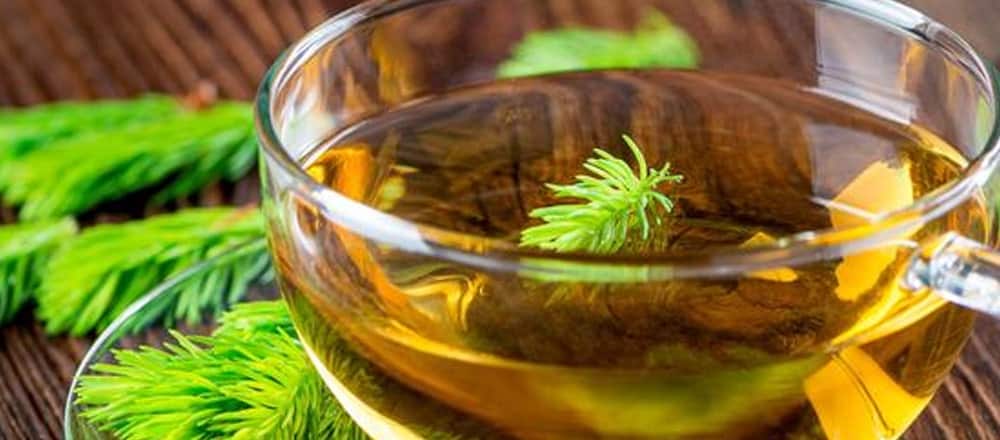 Pine Needle Tea Health Benefits