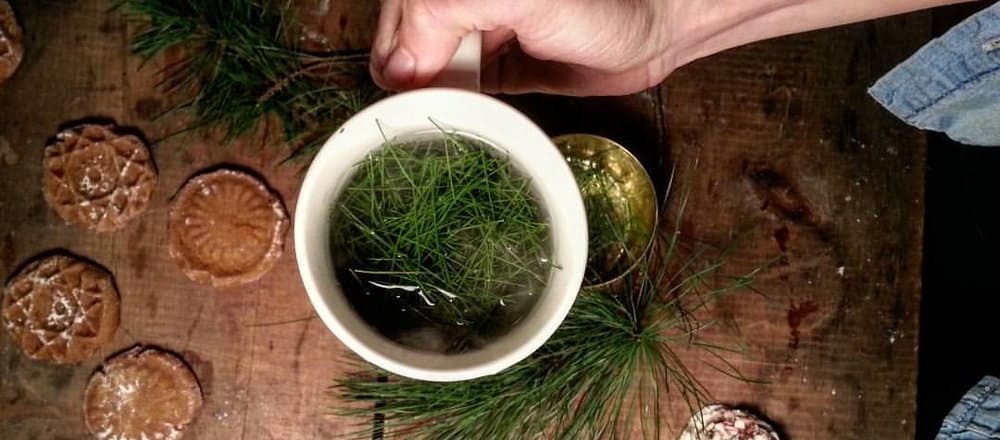 Pine Needle Tea have Side Effects