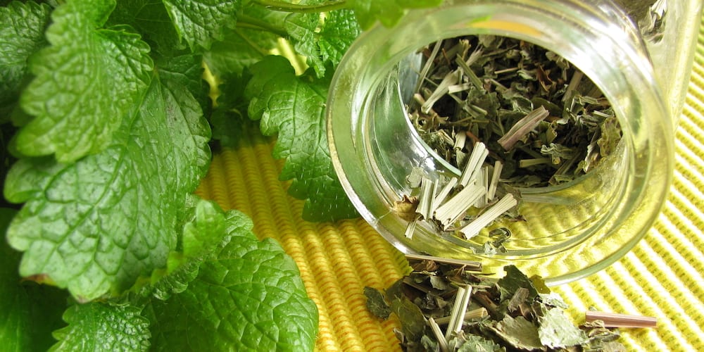 10 Lemon Balm Tea Benefits | Kent Tea & Coffee Co