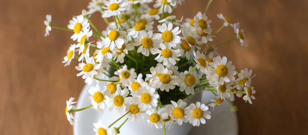 Camomile was one of the Nine Sacred Herbs