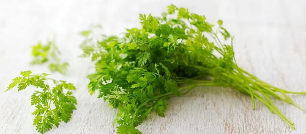 Chervil - a Folk Medicine of Centuries Past