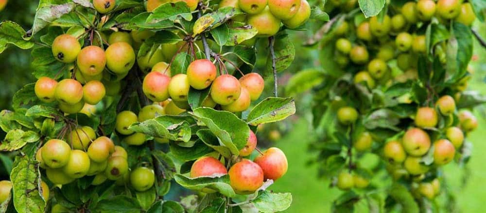 Crab Apple is an Ancestor to the Cultivated Apple