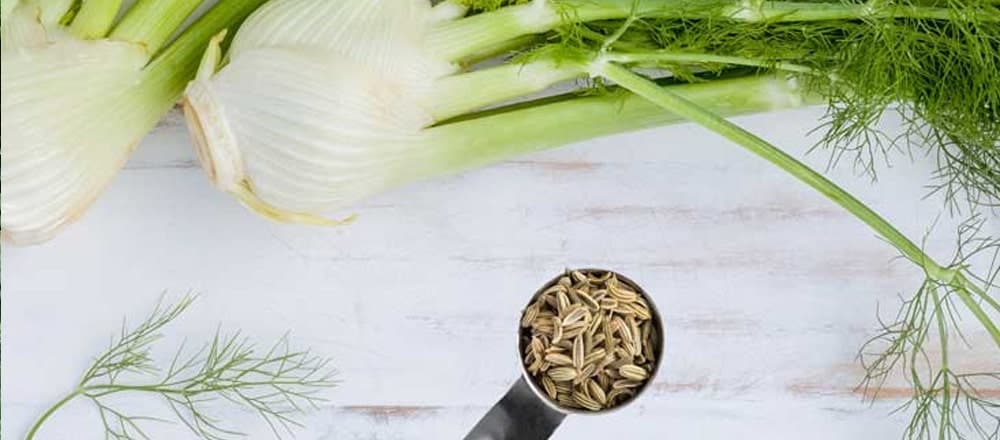 Fennel is a Herbal Remedy Today