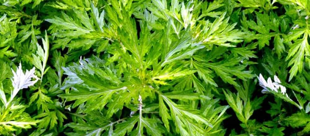 Mugwort is a Weed with Potential