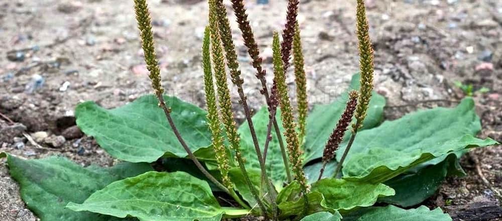 One of the Nine Sacred Herbs was Plantain