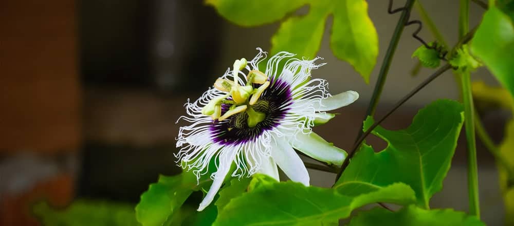 Passion Flower Tea for Anxiety