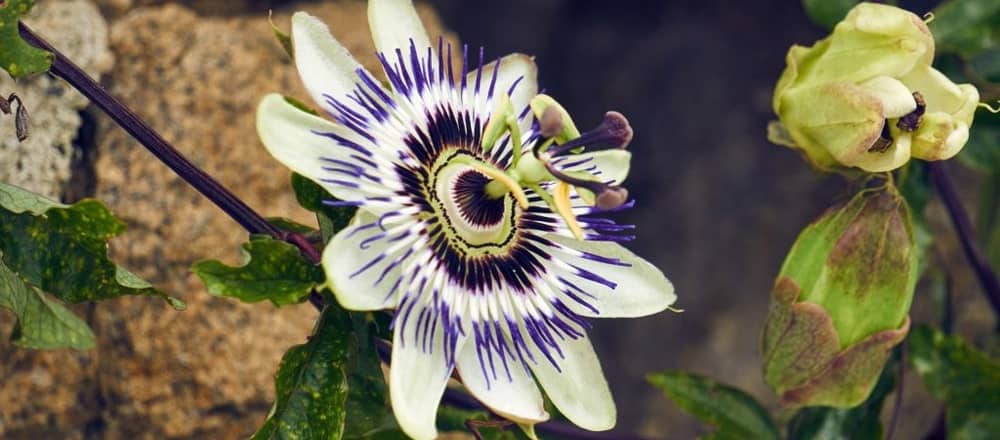 Passion Flower Tea for Insomnia