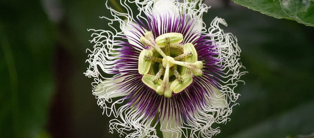 What is Passion Flower