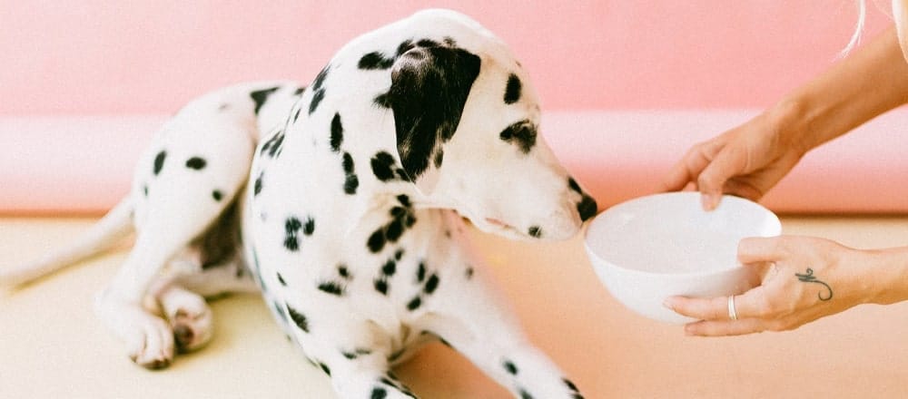 Is Tea Good for Dogs?