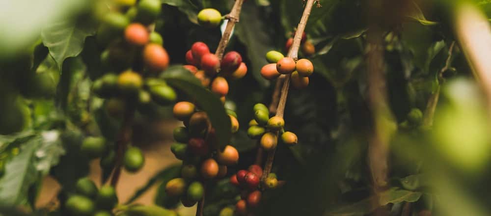 Where Does Coffee Originate From 