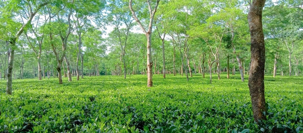 Climate Change for Tea in Assam, India