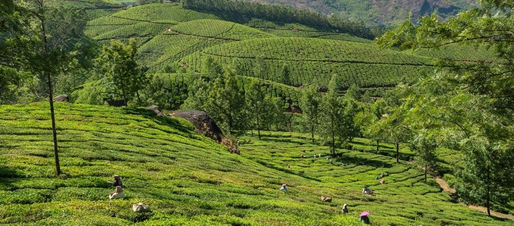 Climate Change in India and Tea Production