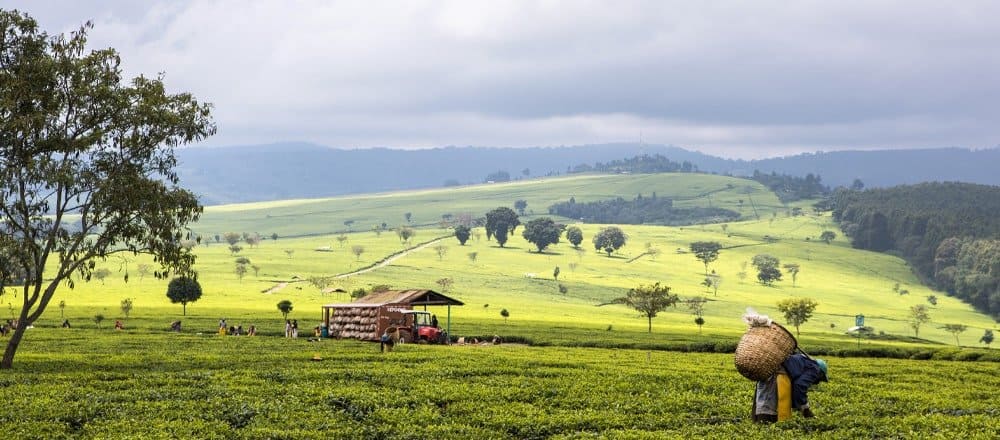 Climate Change in Kenya and Tea Production