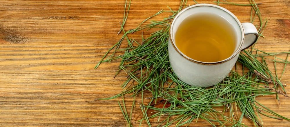 Could Pine Needle Tea Health Benefits Improve Vision? 