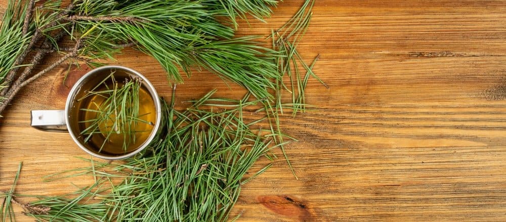 Pine Needle Tea Effects on Weight Management