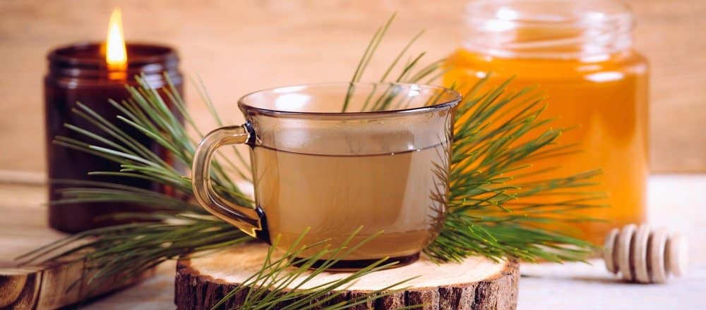 Pine Needle Tea for Flu and Colds