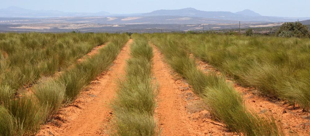 Rooibos Tea and Climate Change