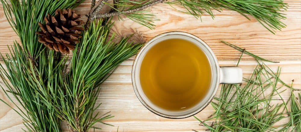 Which Pine Needles are Best for Tea?