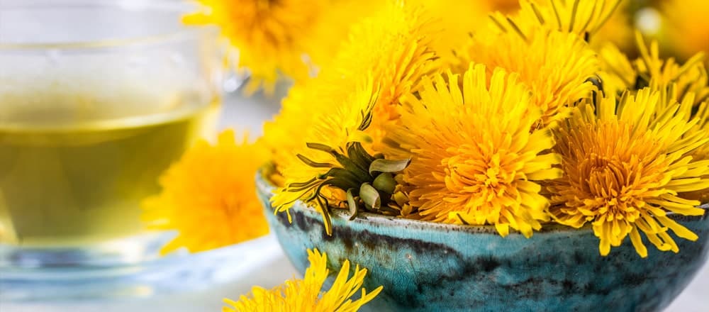 Dandelion and Gallstones