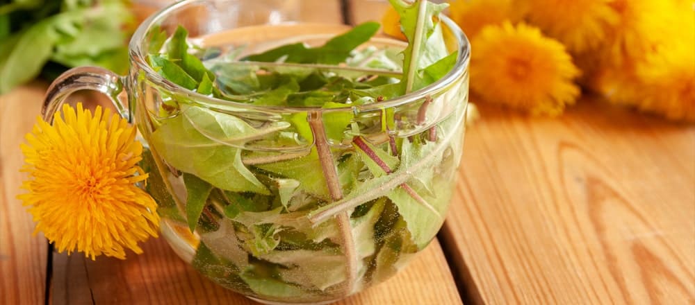 Dandelion Tea Good for the Liver