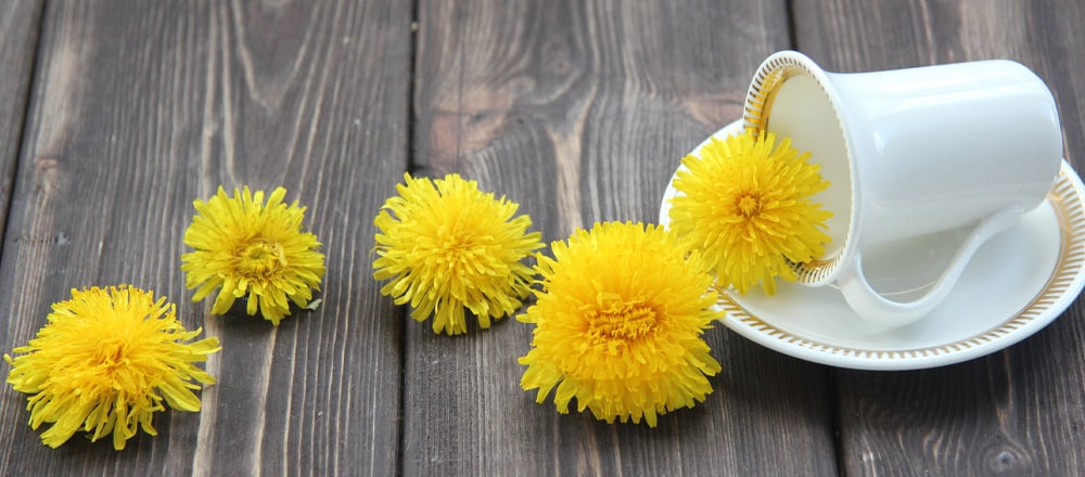 Dandelion Coffee Pregnancy