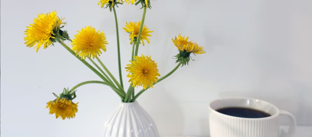 How to Make Dandelion Coffee