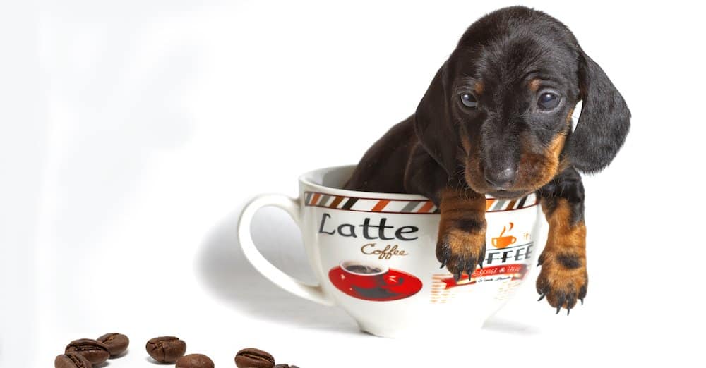 should dogs drink coffee