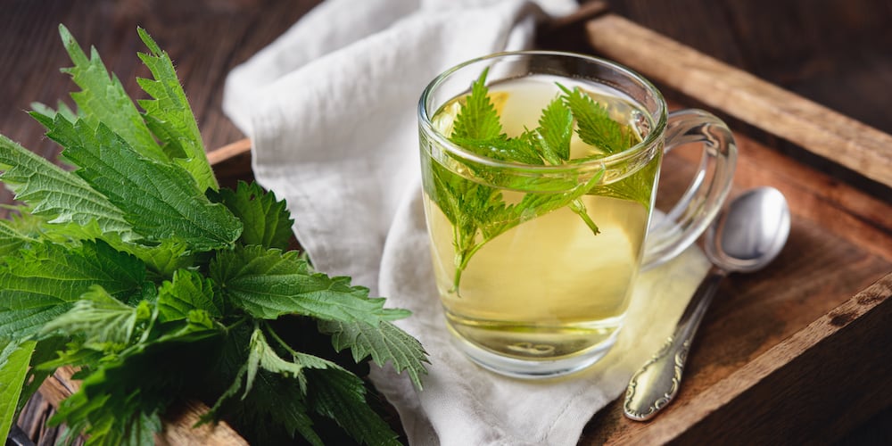 Is Nettle Leaf Tea Good for the Kidneys