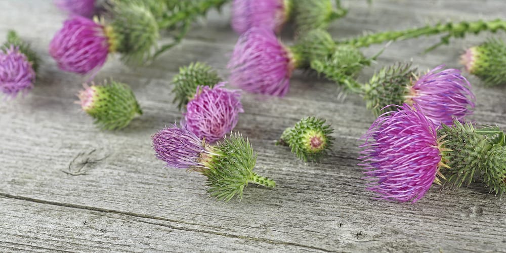 Benefits of Milk Thistle Tea