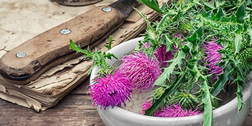 Milk Thistle Pregnancy