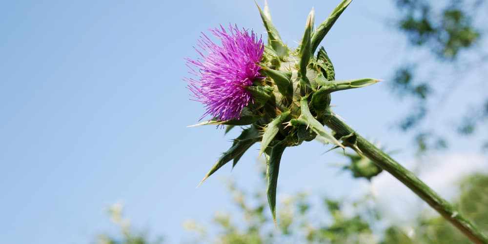 Milk Thistle Tea and Cancer