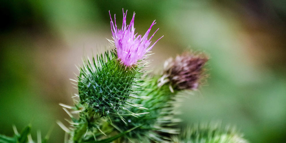 Milk Thistle Tea for Psoriasis