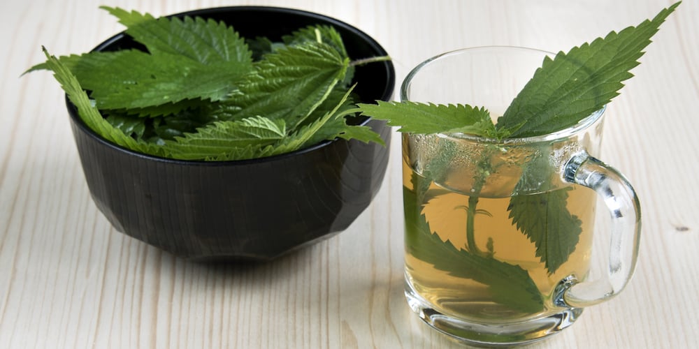 Nettle Tea and Gout