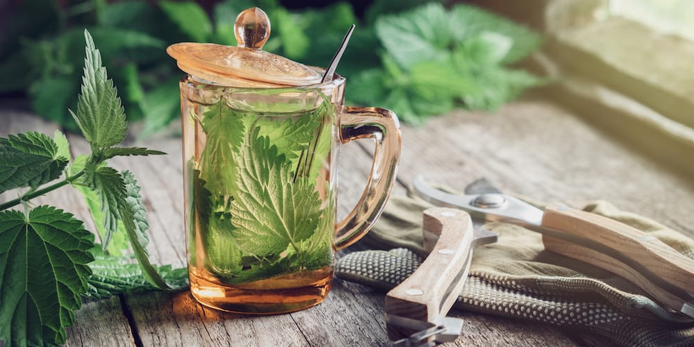 Nettle Tea for Hayfever