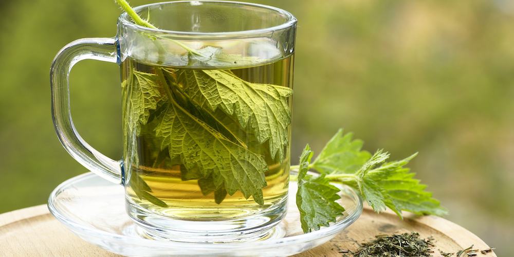 Stinging Nettle Tea Benefits