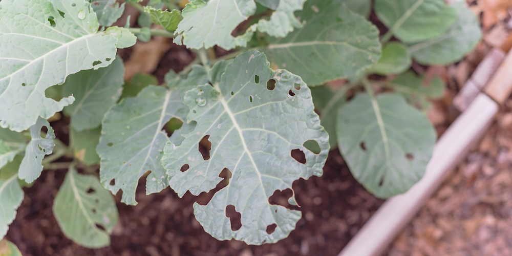 how to get rid of slugs on bat faced cuphea plant