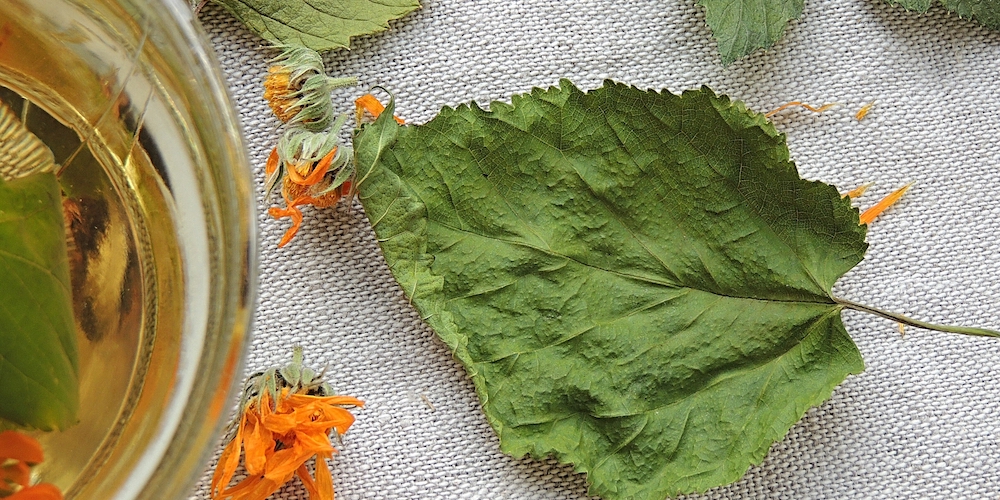 Mulberry Leaf tea Lower Blood Pressure